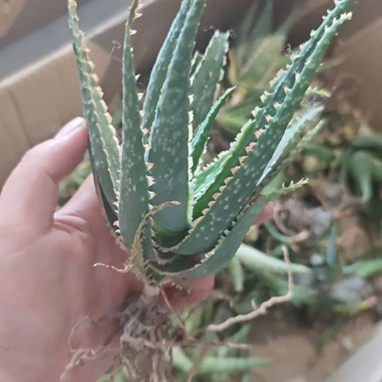 芦荟一颗9.9清仓！！！