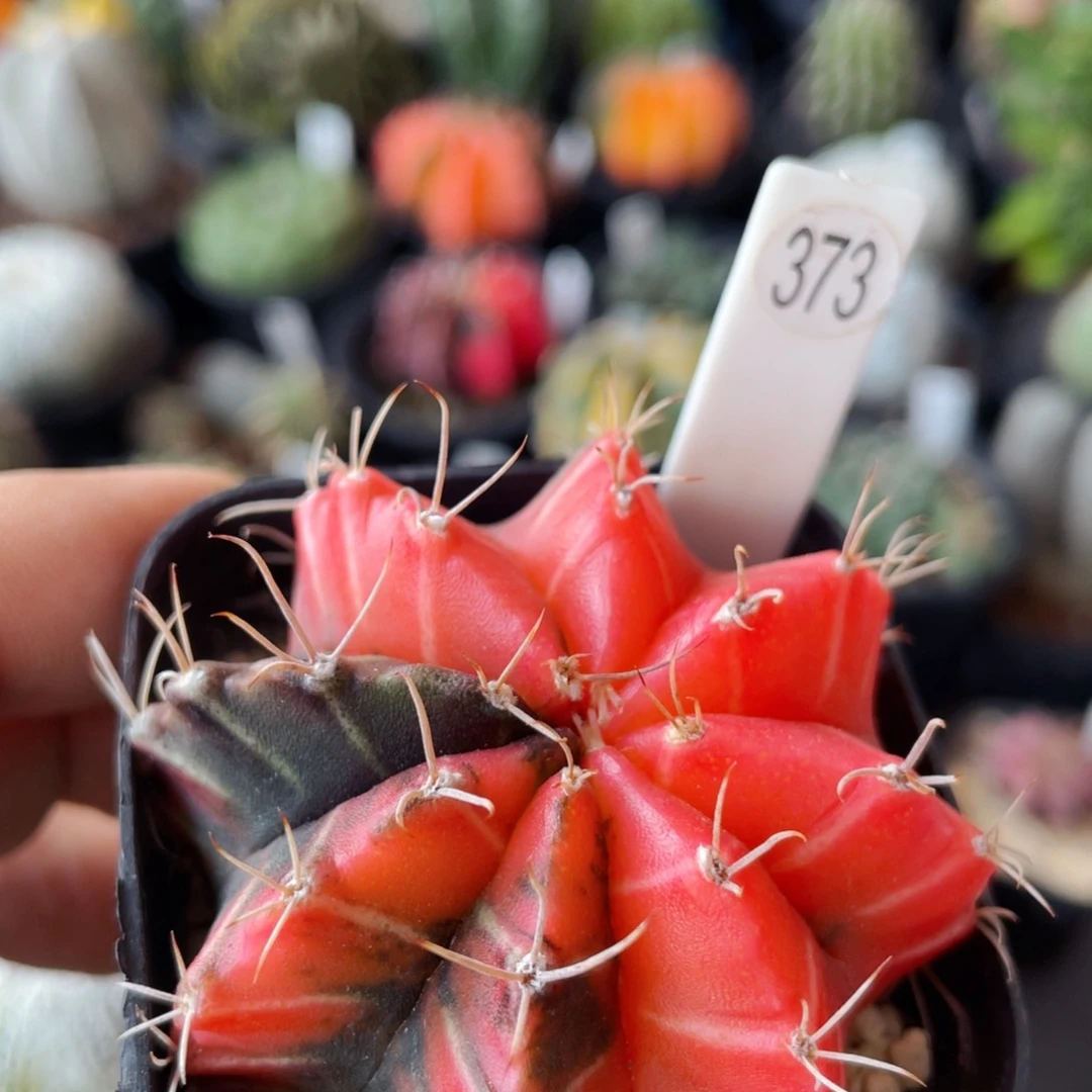 仙人球满28包邮盆口径5公分米哈锦5.3公分