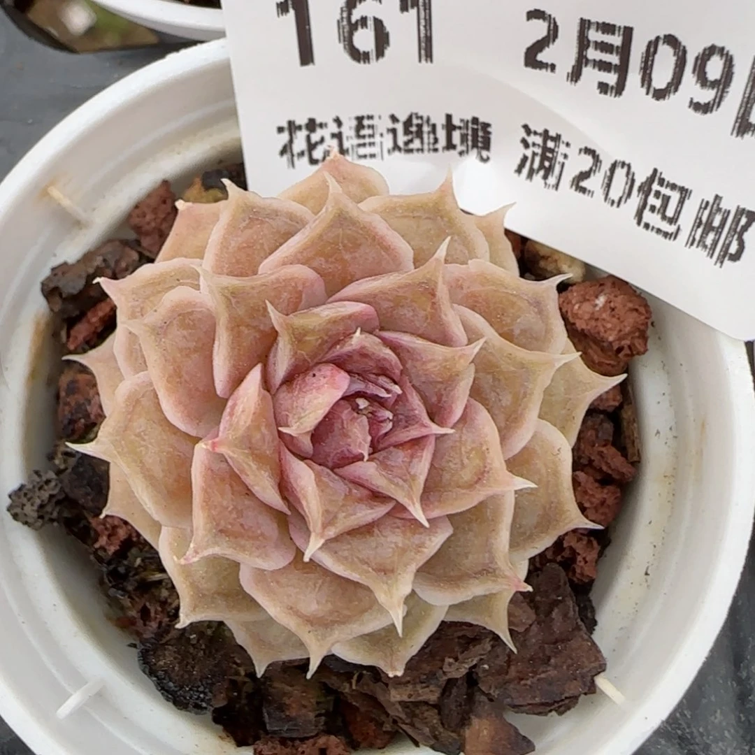 花语逸境0209-161