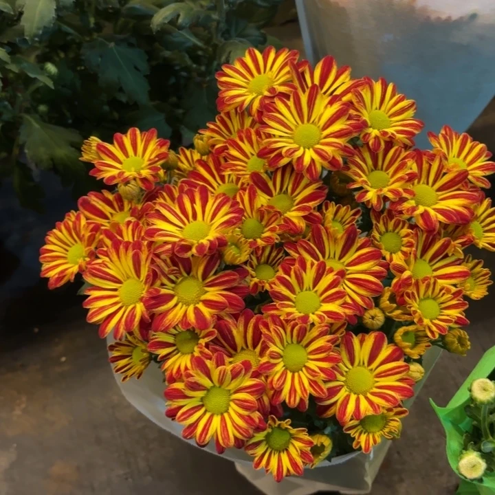 新品马戏团小菊盆栽