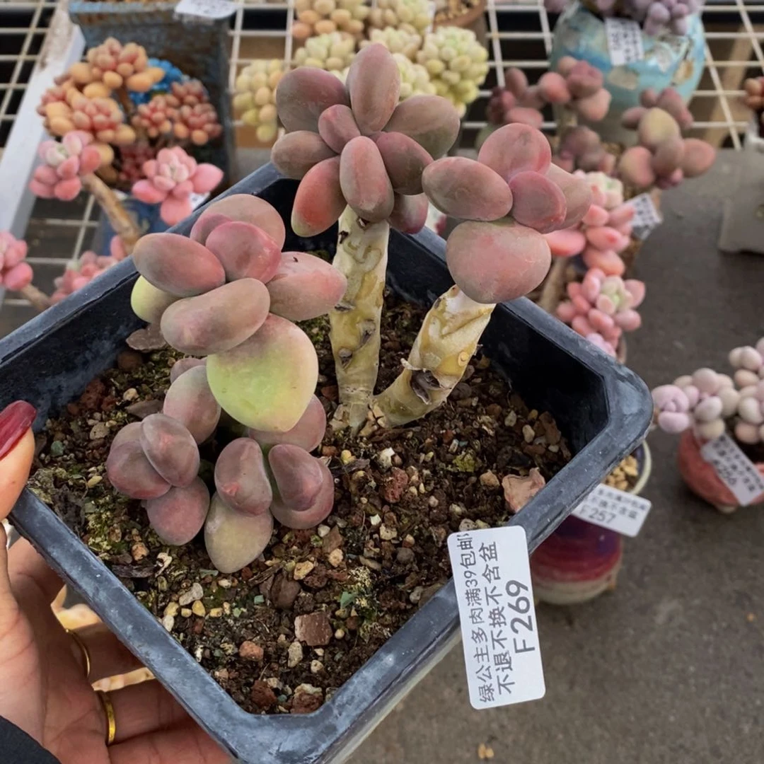 芒果奶酪269/10v m多肉