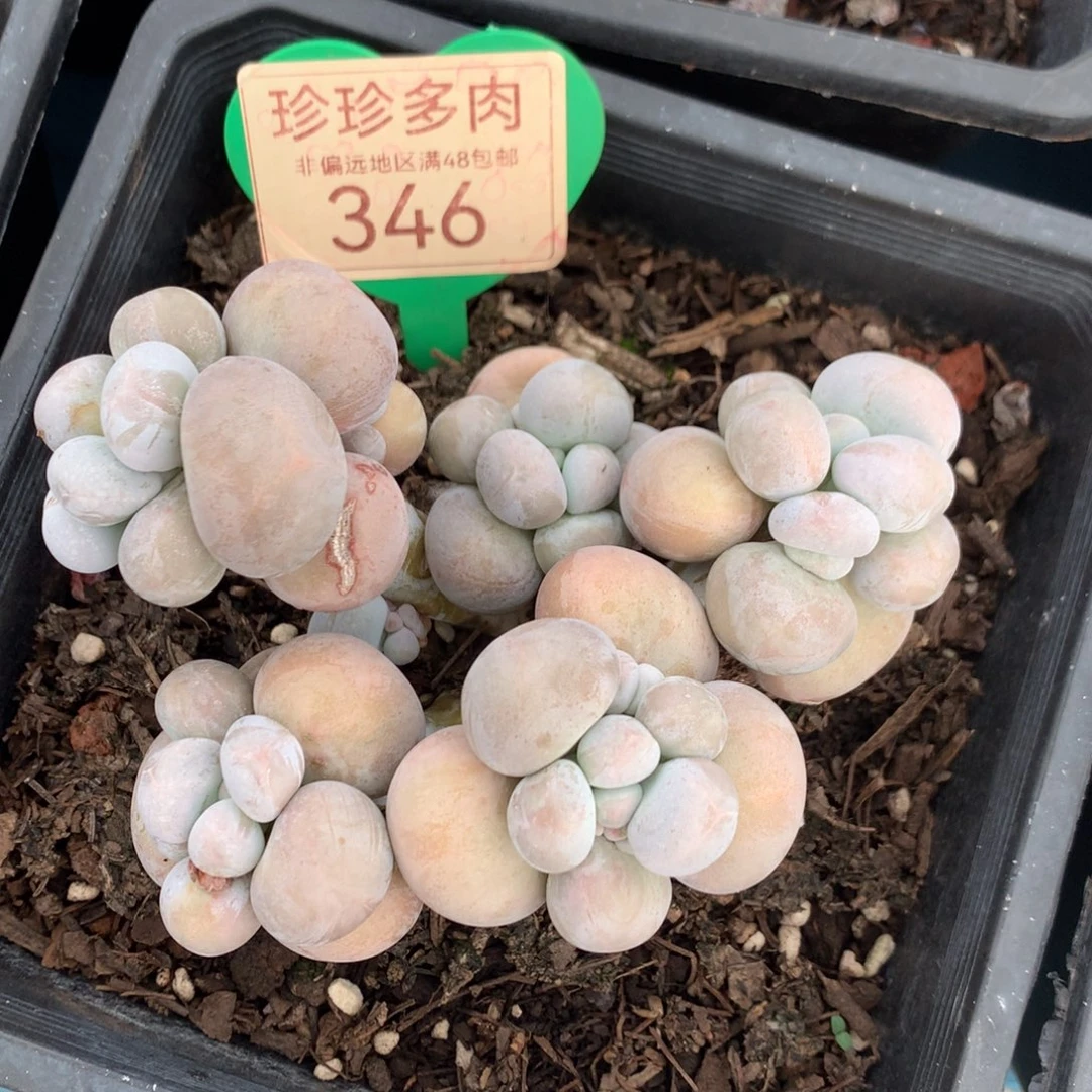 烟美人奶酪一物一拍