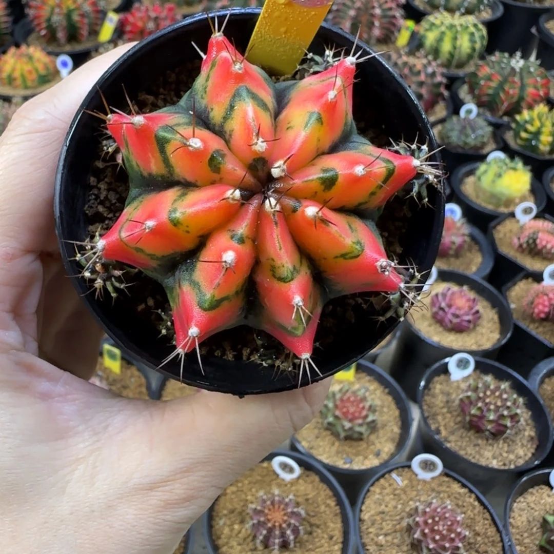 米哈锦，福利价直接拍