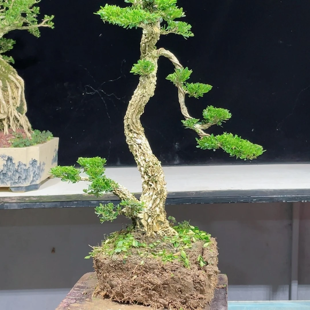 悠*黄杨黄杨黄杨黄杨