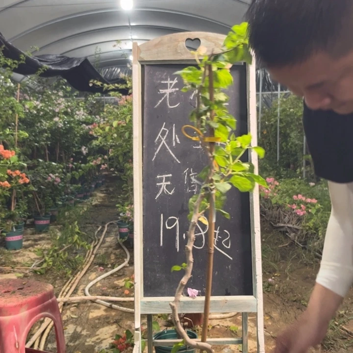 无花朵三角梅三角梅998
