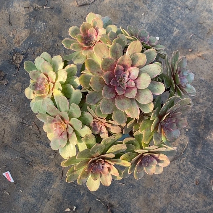 莲花座23多肉植物法师法师