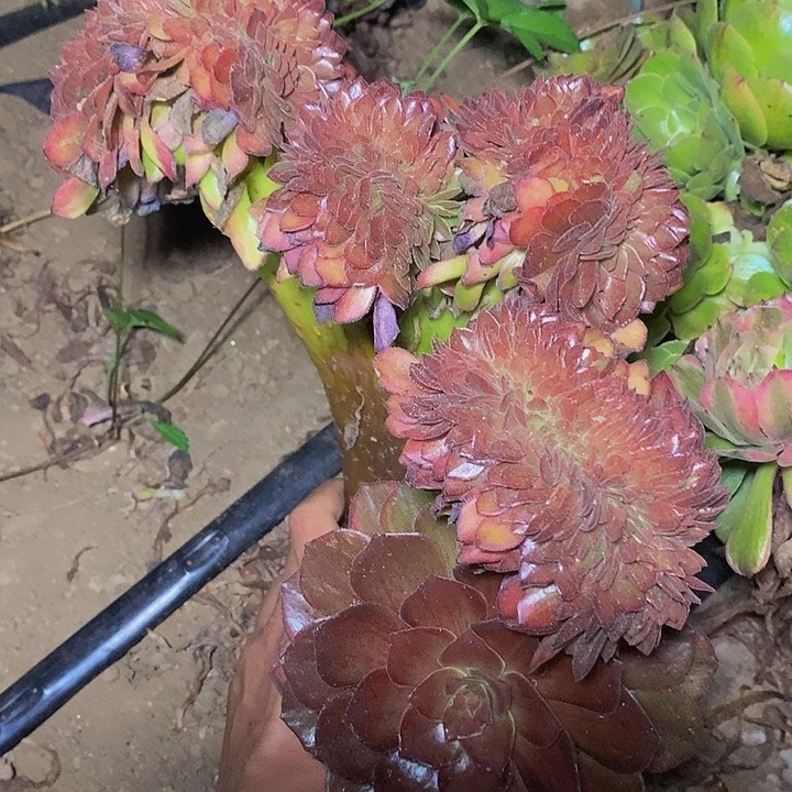 多肉植物保护研究所