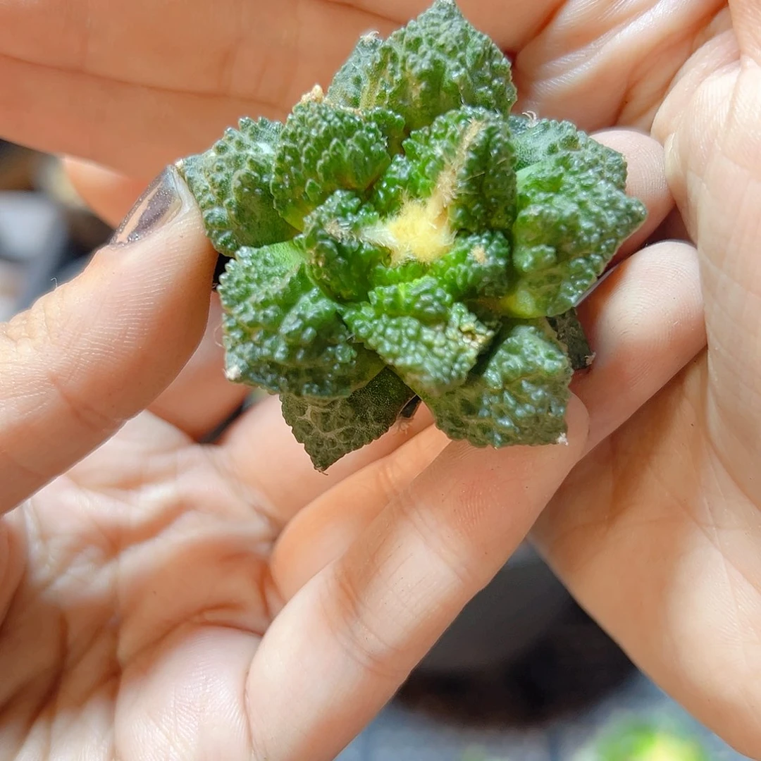 苗接龟甲牡丹无根4.5公分