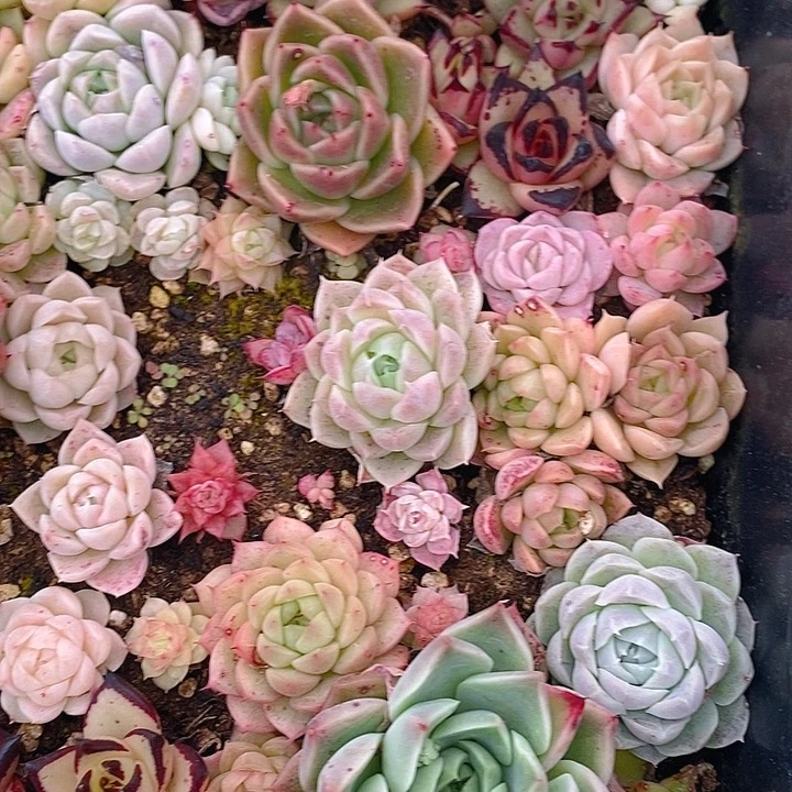 128 多肉植物盆栽花卉盆栽植物