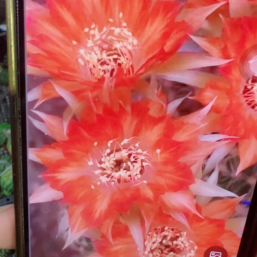 丽花 083侧芽 满20包邮