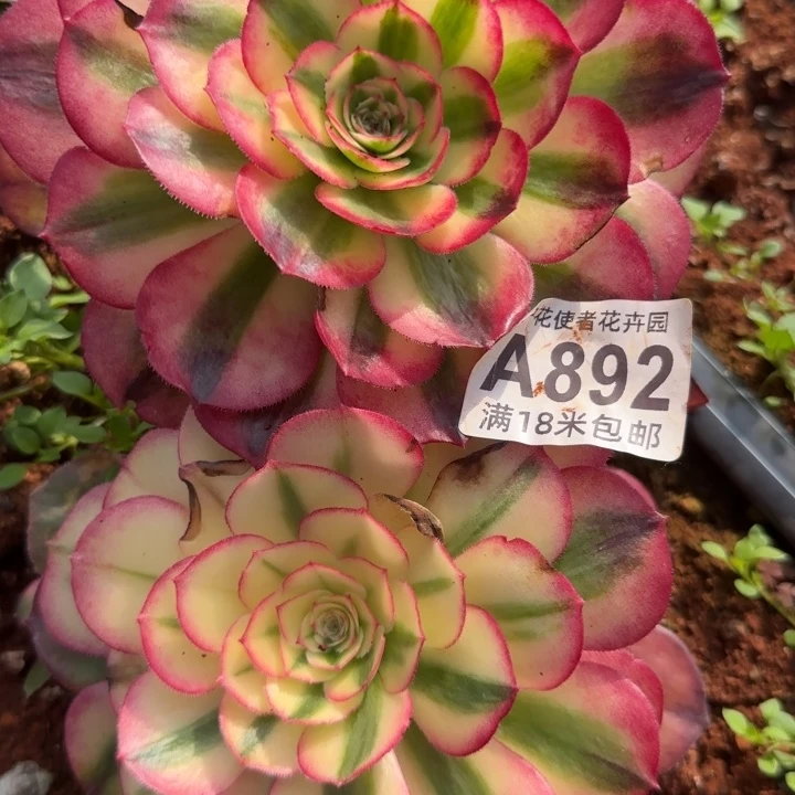 多肉法师淘宝福利