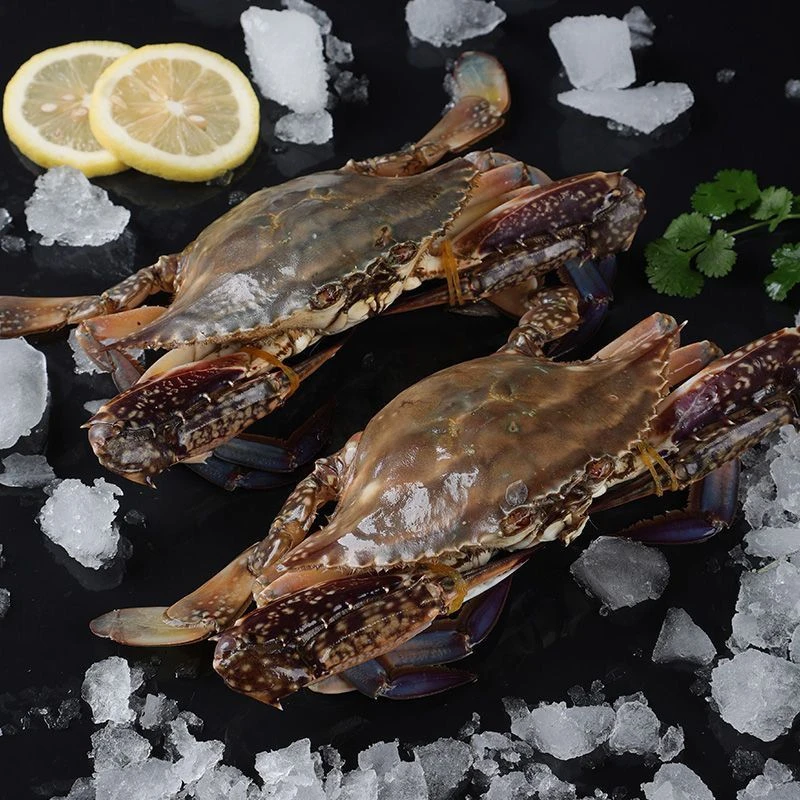 福利款公蟹4-5两左右/只/斤【保鲜不保活】不保腿全