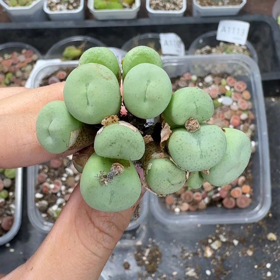 1287 生石花和肉锥