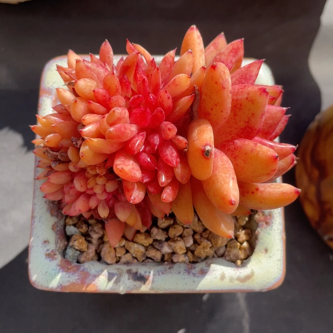 东云杂交带盆群生