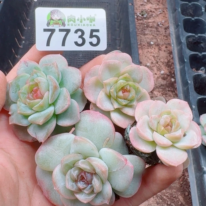 可***可多肉植物多肉植物