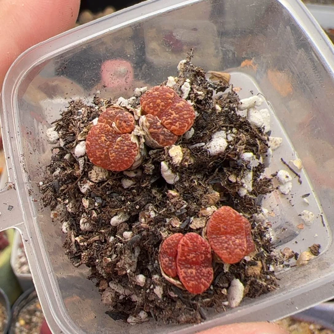 辣**辣0709号泡泡勋章2颗1443.25 多肉植物