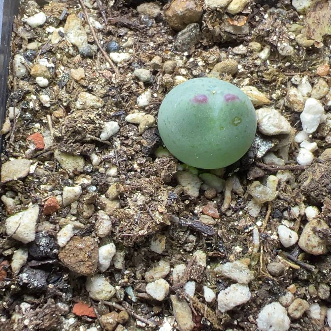 7-30皮卡丘多肉植物