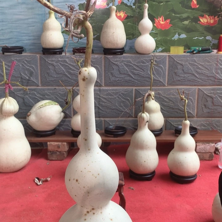 时***酒中号现货供应充足