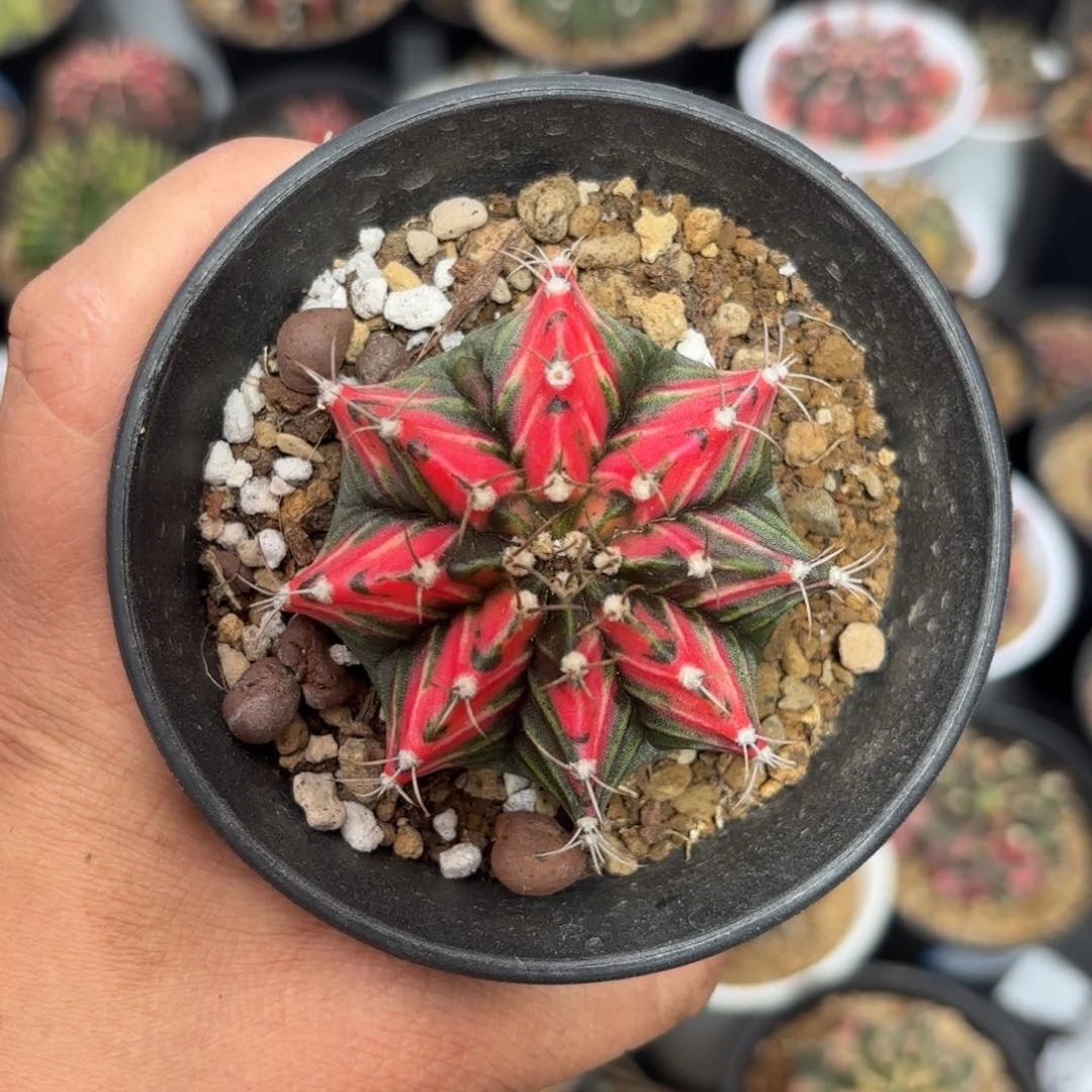 泰系米哈仙人球305