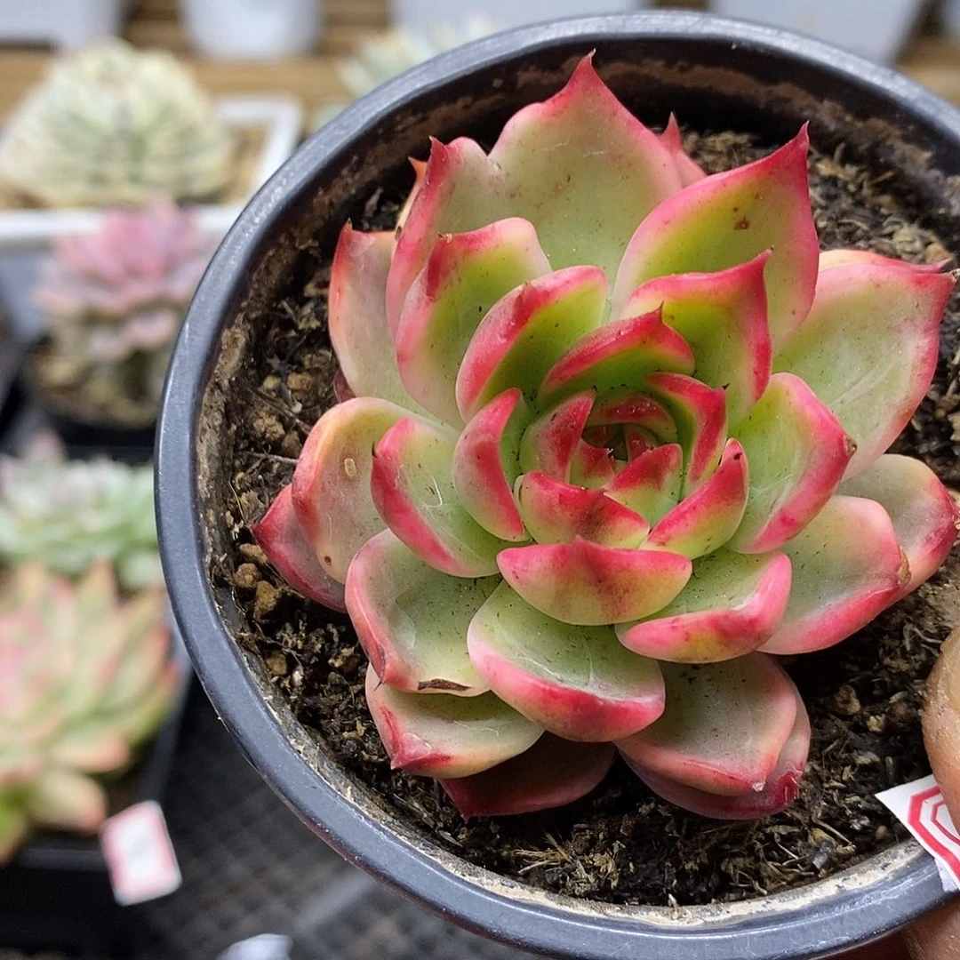 静*呀2691 桃花覆轮锦