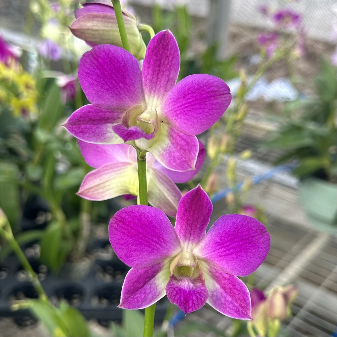 【风华】泰国秋石斛开花机器石斛兰洋兰兰花爆花复花年宵花