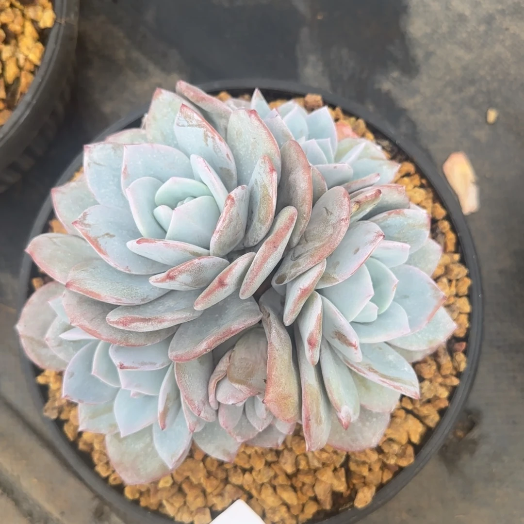 C215老桩奶茶5头