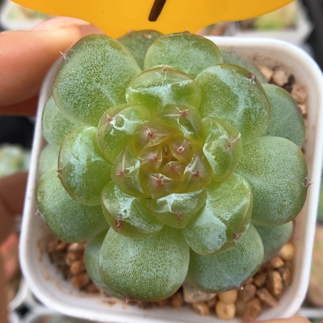 透心珍妮可拍207号。