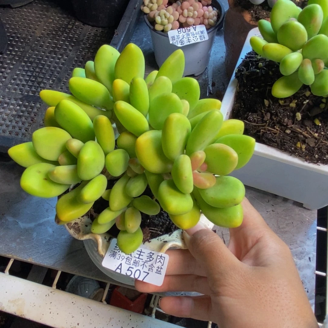L***a507金蟾芒果奶多肉12cm