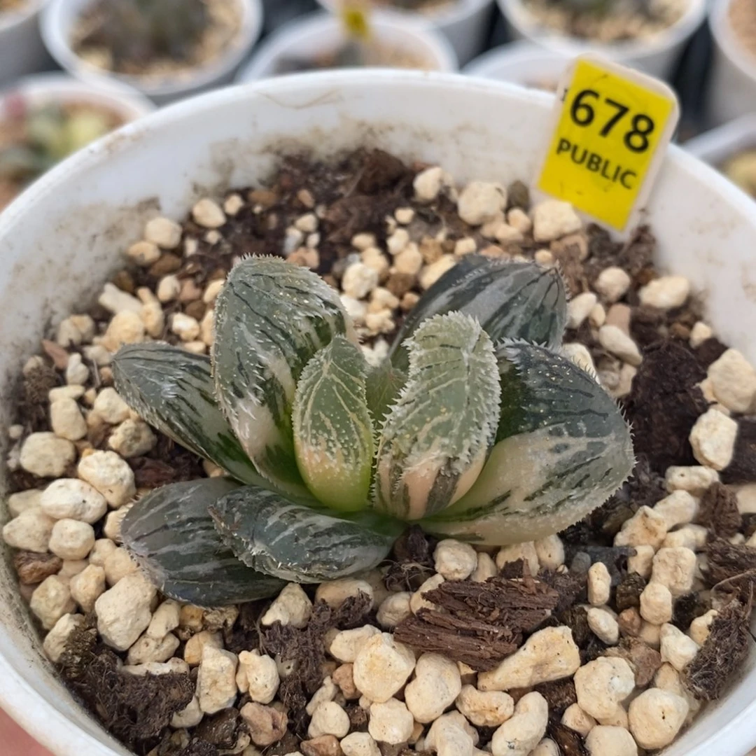 678狼珠十二卷多肉