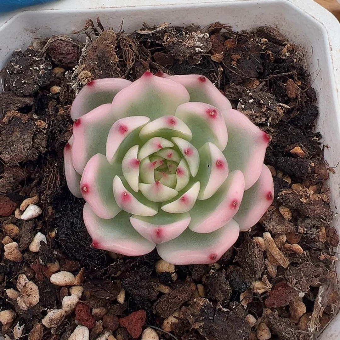 吉娃娃锦，覆轮锦