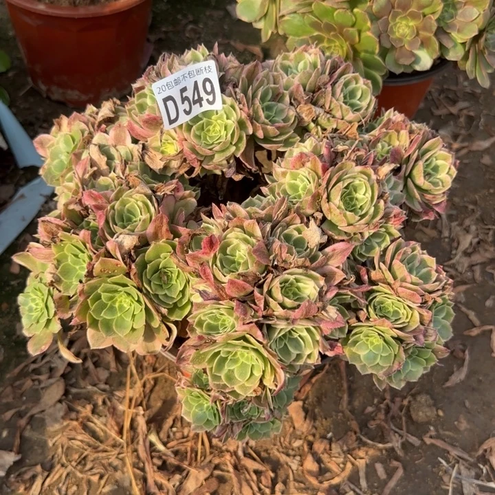 海王……多肉植物……