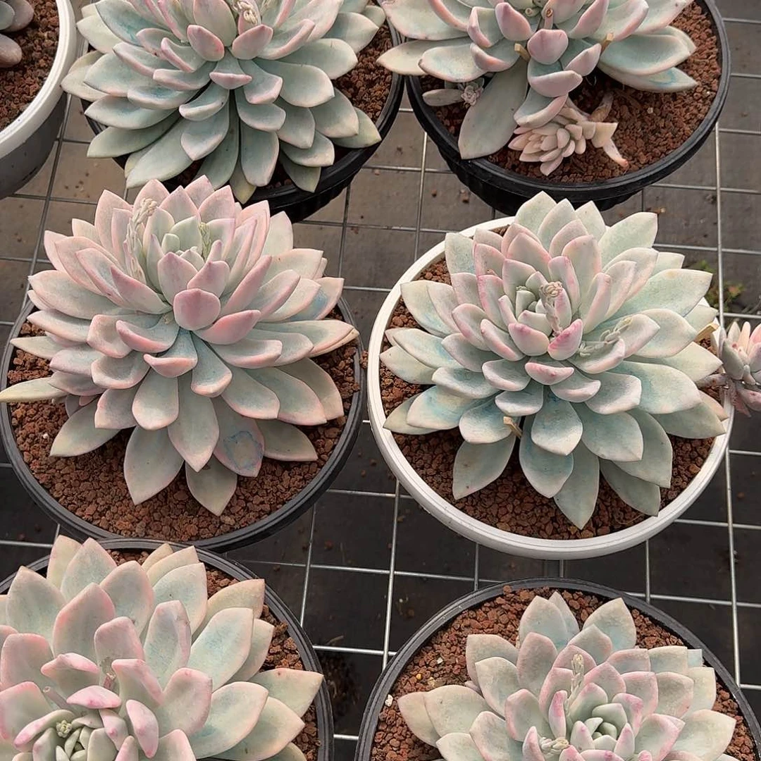 奥普锦多肉0000000000000