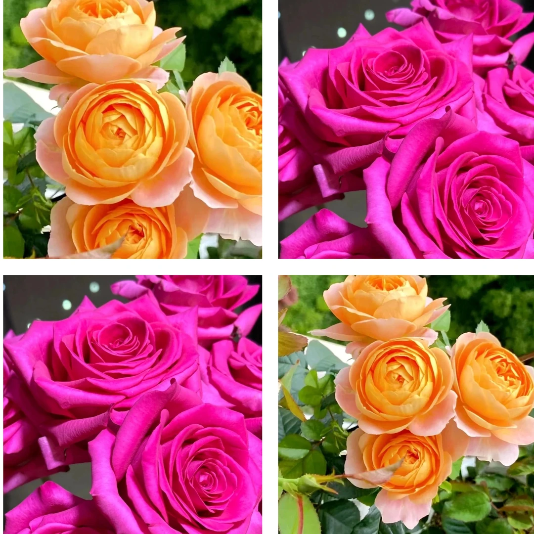 【弗洛伊德/果汁阳台】原盆原土带花苞发货云南基地直发