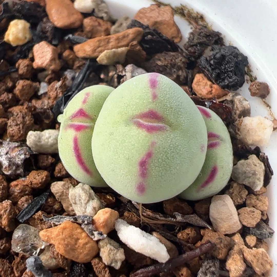 红嘴将多肉植物百科1