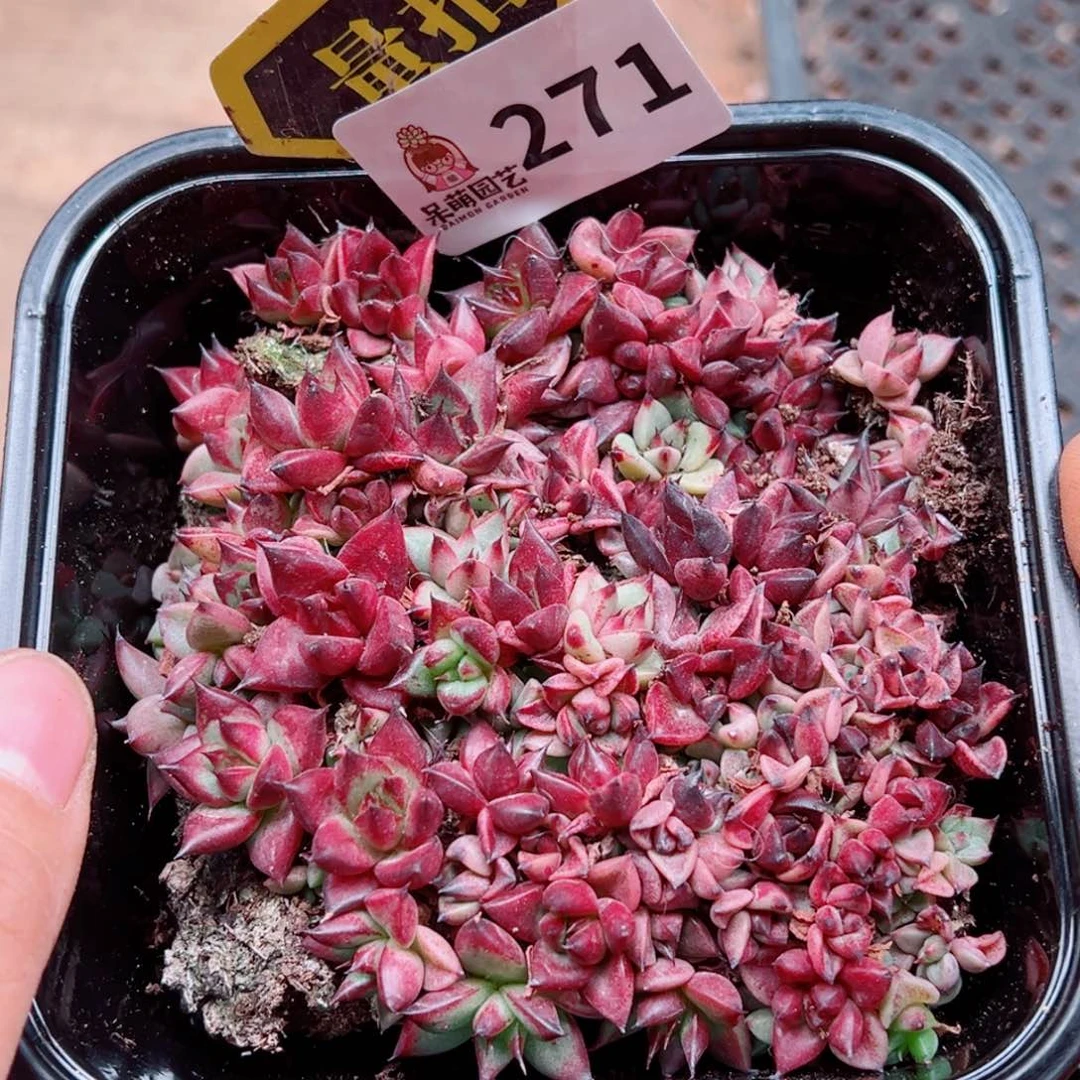 多肉植物多肉植物