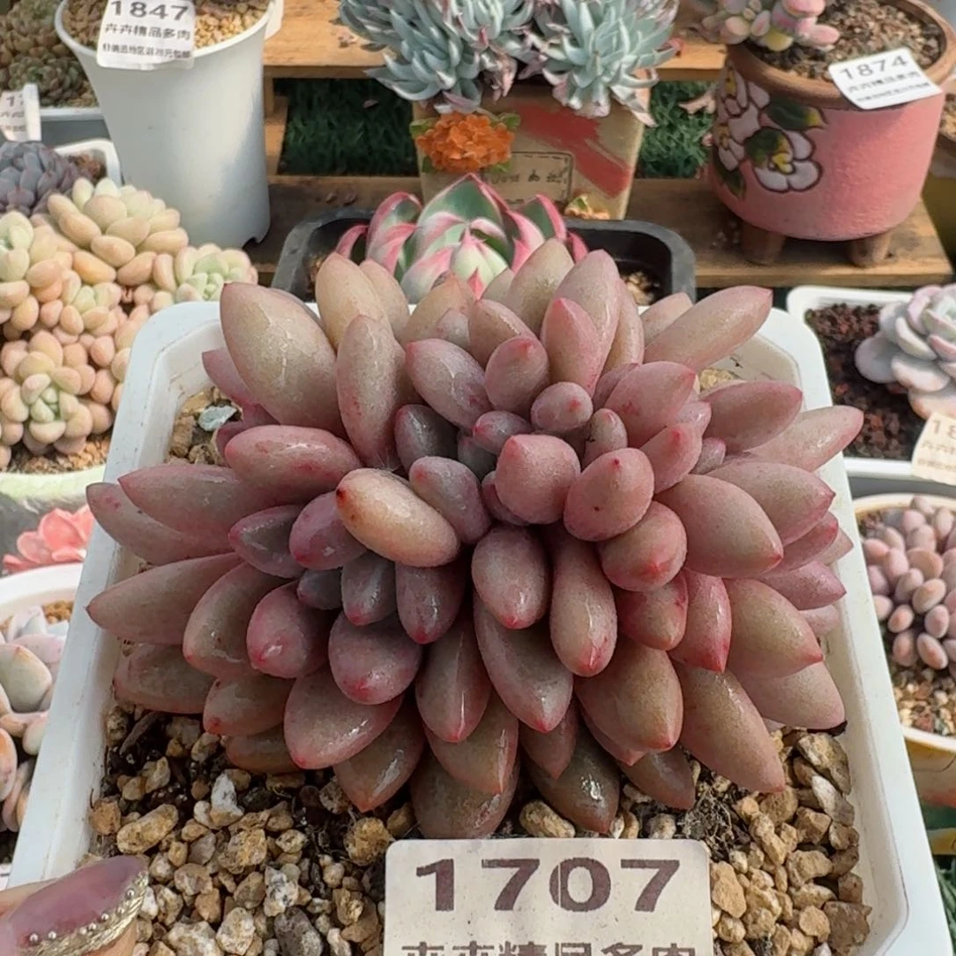 1707一物一拍（满20包邮）