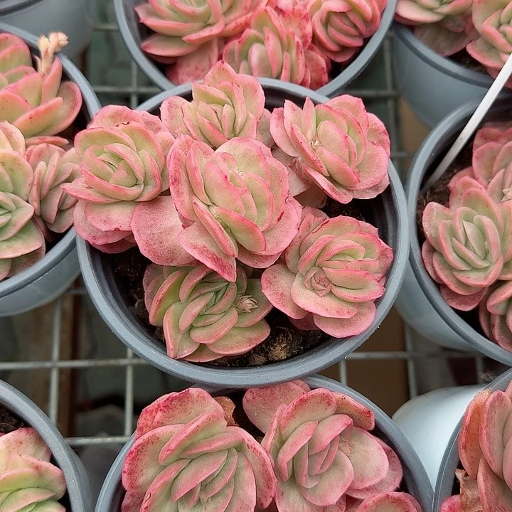 冰玫瑰锦贵货多肉植物