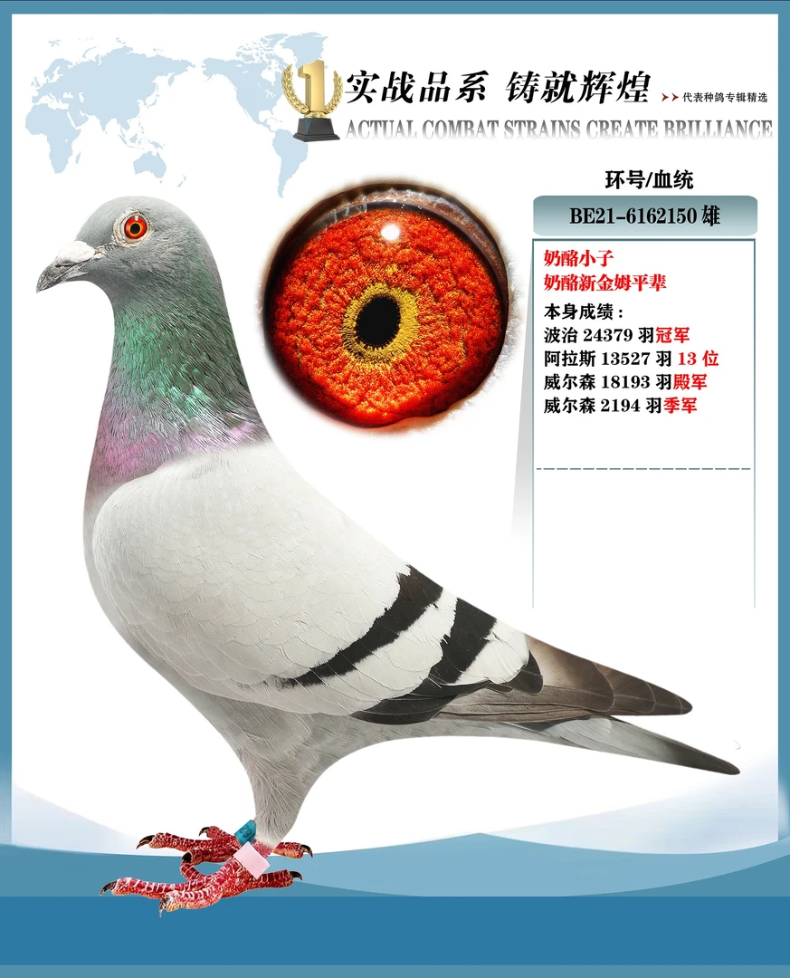 世界铭鸽比利时荷兰信鸽种鸽