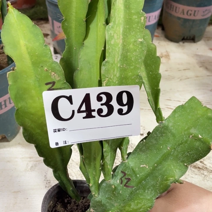 完全开放439紫色加红色