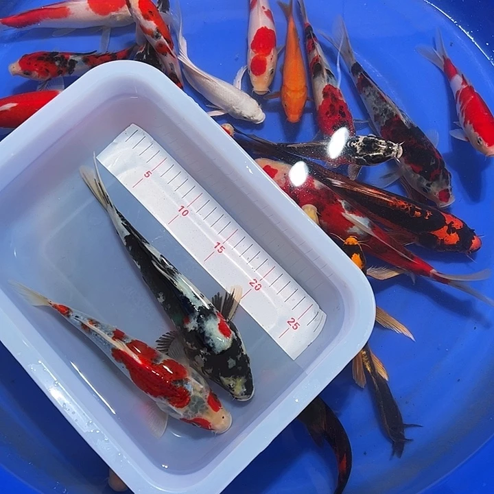 海水鱼锦鲤的尾巴和尾巴