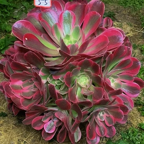 水蜜桃捧花法师55号链接