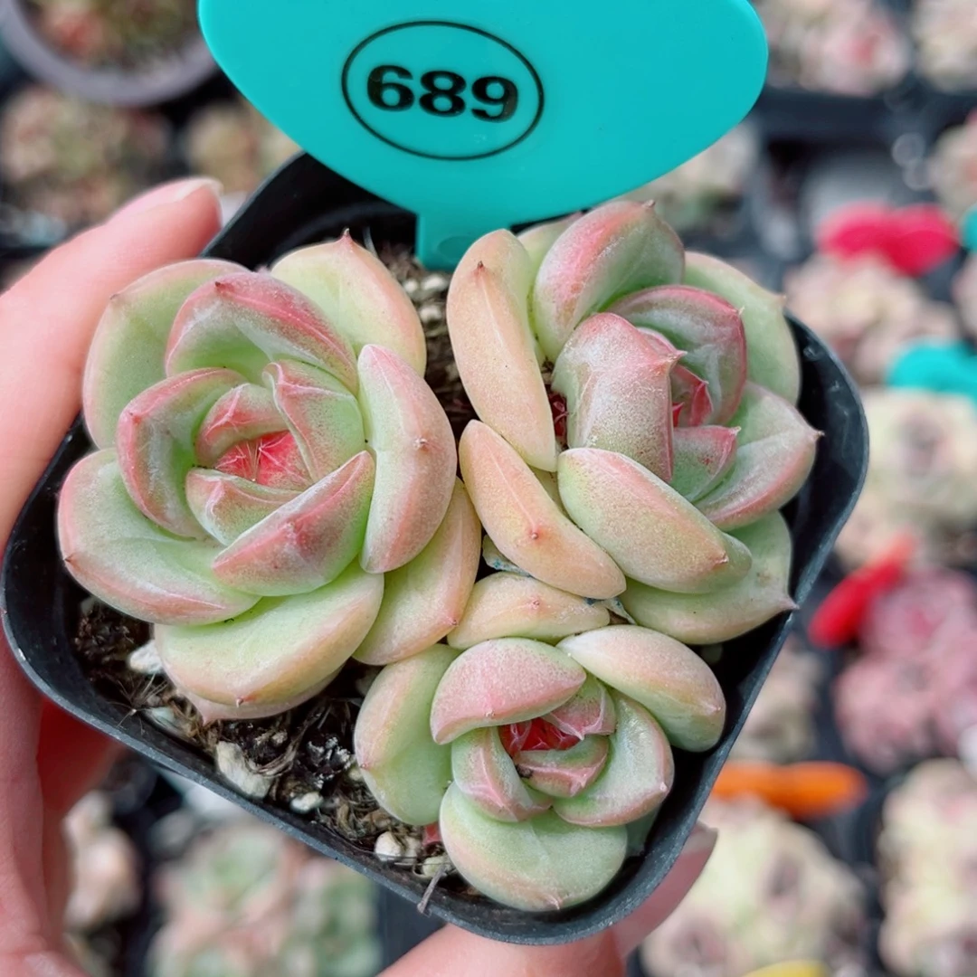 689号小老桩新品珍妮群