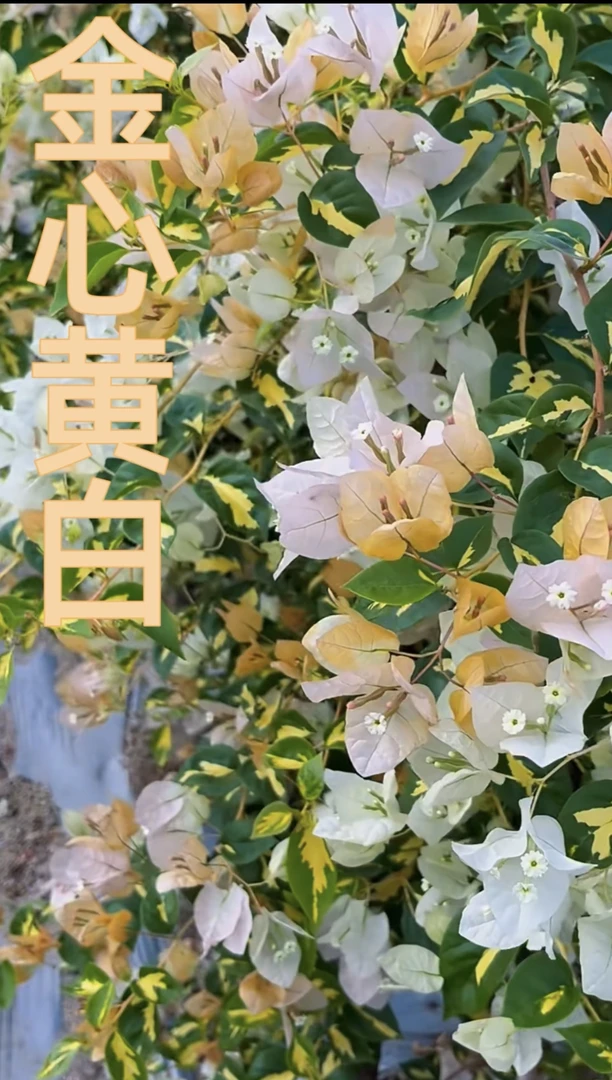 《金心黄白三角梅》终生包对版