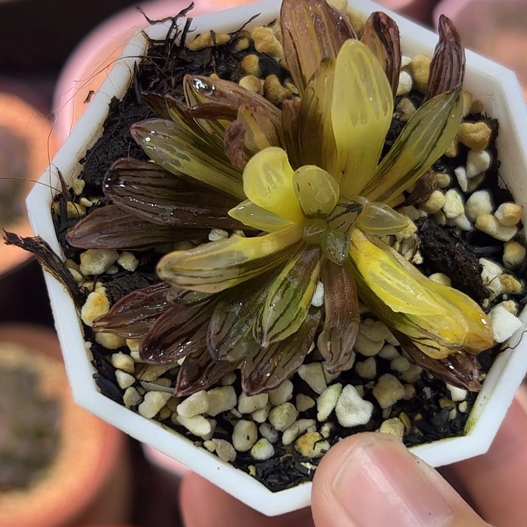 糖**嗲西瓜锦十二卷两个十二