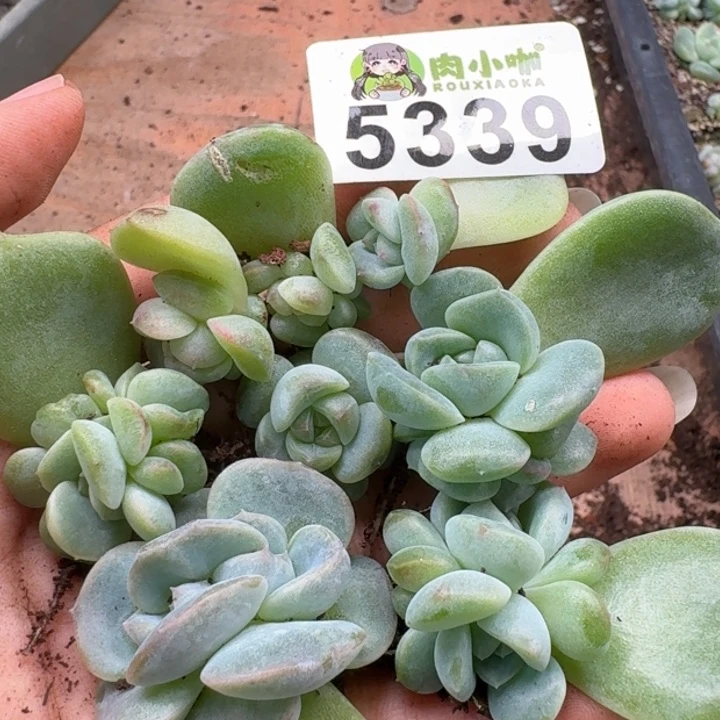 多肉植物多头植物