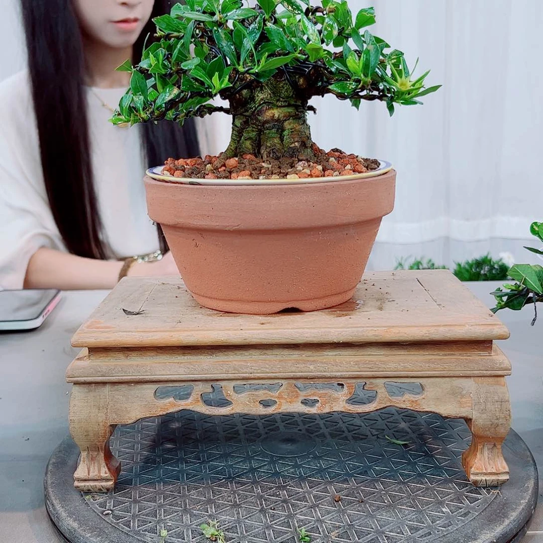 ?*K清誉栀子花链接