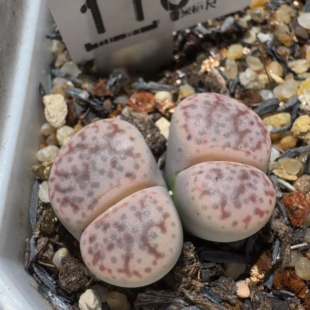 Ssss精品生石花1104