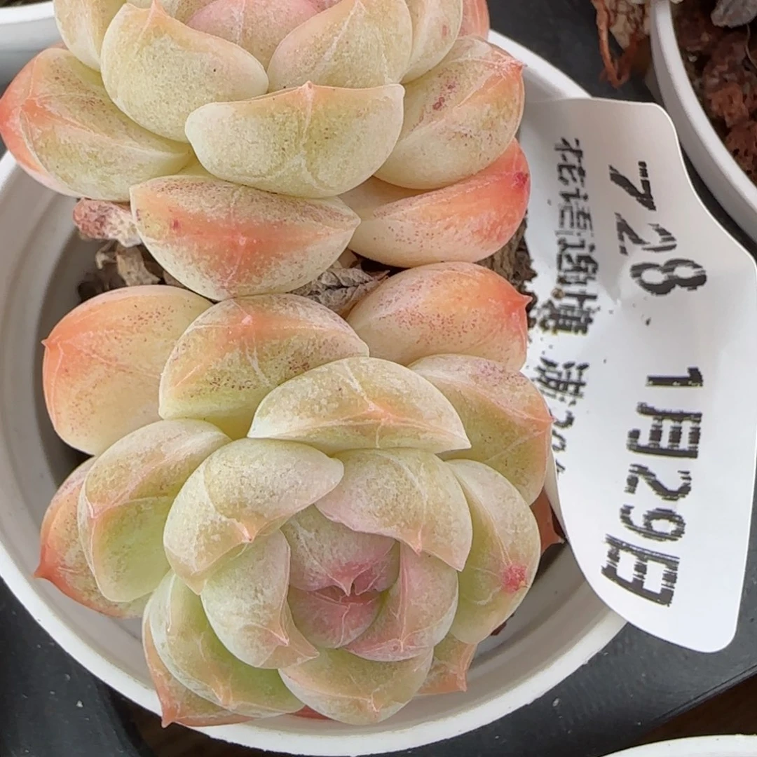 花语逸镜0129-728