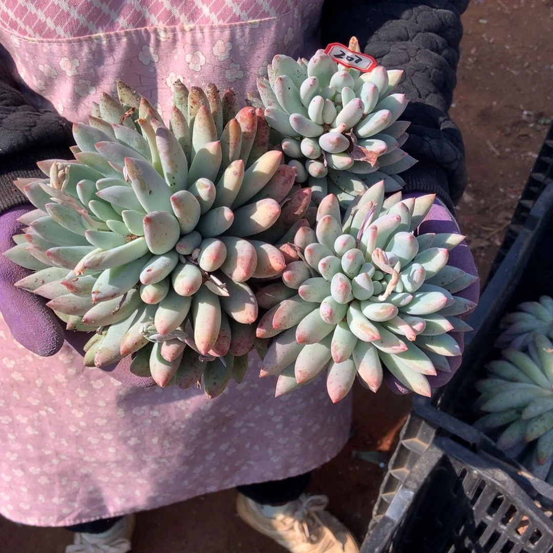 J****装老三多肉一物一拍家里207所罗门