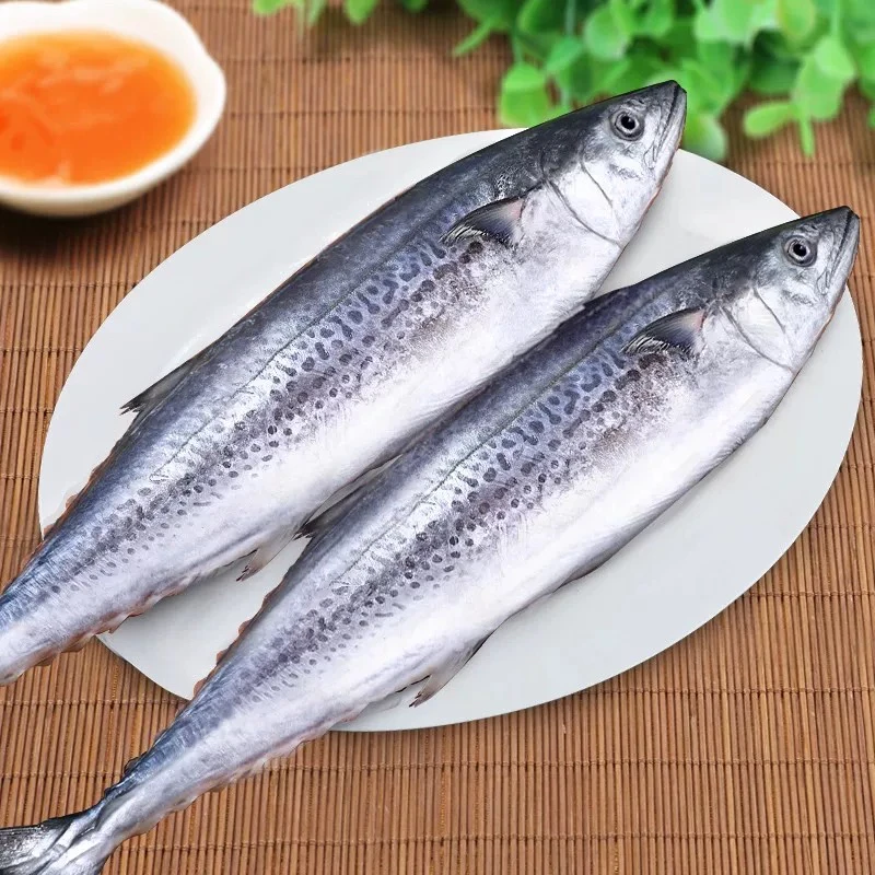 【中秋送人顺丰包邮】新鲜鲅鱼5斤 每条一斤以上